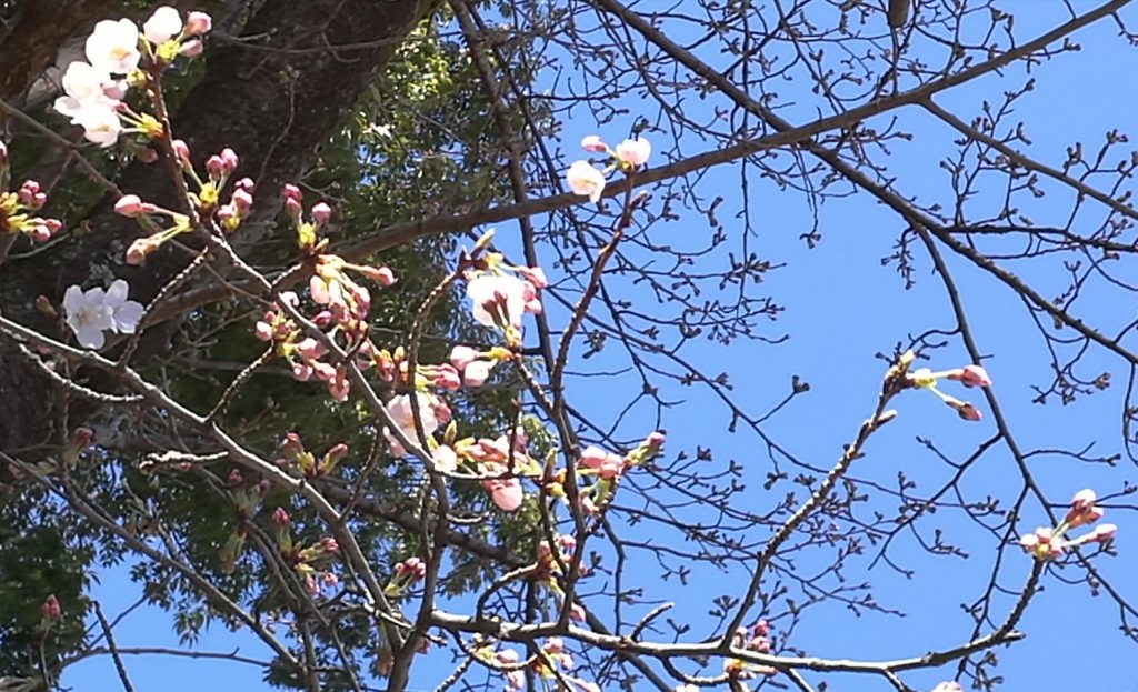 3月17日桜２分咲、気温20℃