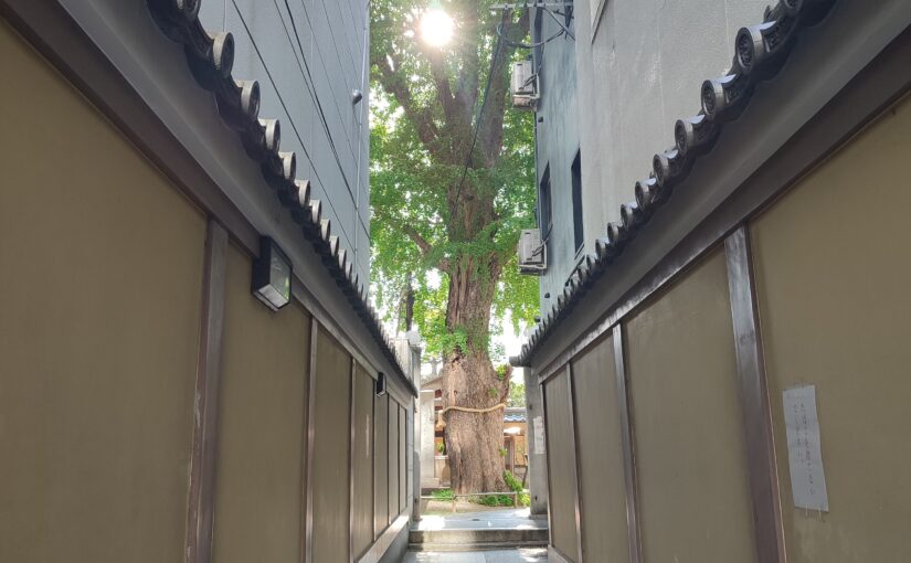 京都大会2025　杖道八段審査
